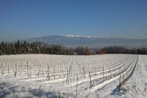 Working to the rhythms of nature: The Domaine des Anges vineyard in winter